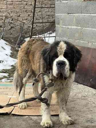 Вязка: Сенбернар, Самец, 2 года, С прививкой Бишкек