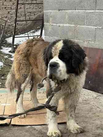 Вязка: Сенбернар, Самец, 2 года, С прививкой Бишкек