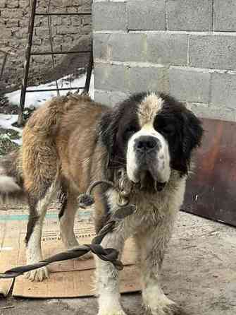 Вязка: Сенбернар, Самец, 2 года, С прививкой Бишкек