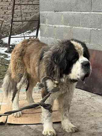 Вязка: Сенбернар, Самец, 2 года, С прививкой Бишкек