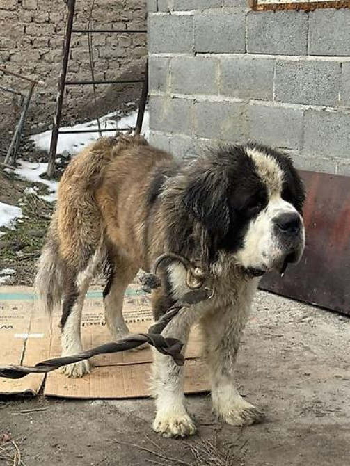 Вязка: Сенбернар, Самец, 2 года, С прививкой Бишкек - изображение 4