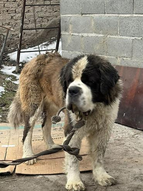 Вязка: Сенбернар, Самец, 2 года, С прививкой Бишкек - изображение 3