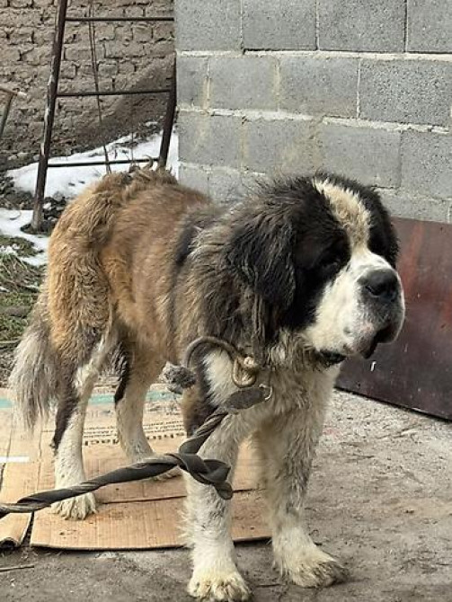 Вязка: Сенбернар, Самец, 2 года, С прививкой Бишкек - изображение 5