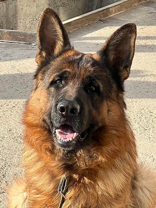 Вязка: Немецкая овчарка, Самец, 3 года, С родословной Бишкек - изображение 2