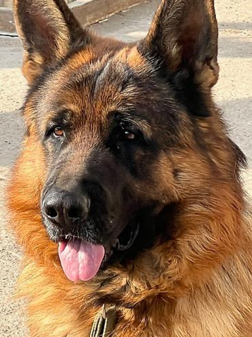 Вязка: Немецкая овчарка, Самец, 3 года, С родословной Бишкек - изображение 3