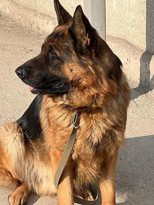 Вязка: Немецкая овчарка, Самец, 3 года, С родословной Бишкек - изображение 1