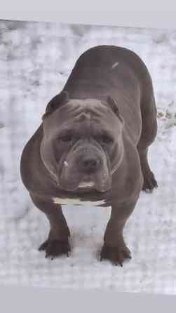 Вязка: Американский булли, Самец, 5 лет, С родословной Бишкек