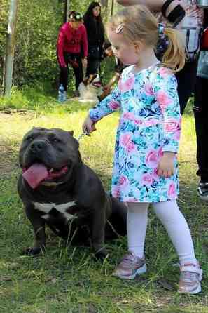 Вязка: Американский булли, Самец, 5 лет, С родословной Бишкек