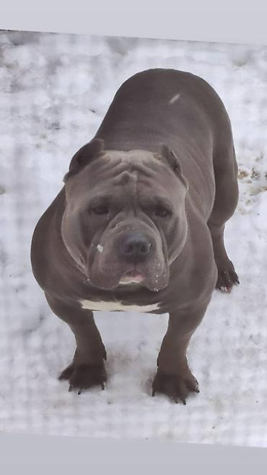 Вязка: Американский булли, Самец, 5 лет, С родословной Бишкек - изображение 3