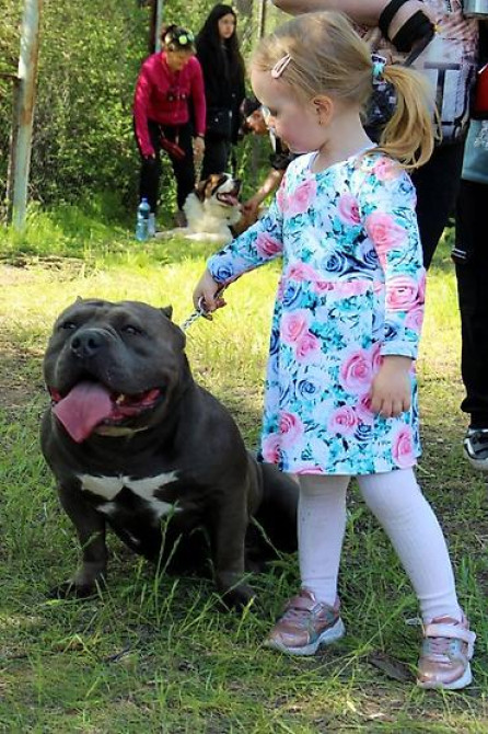 Вязка: Американский булли, Самец, 5 лет, С родословной Бишкек - изображение 2