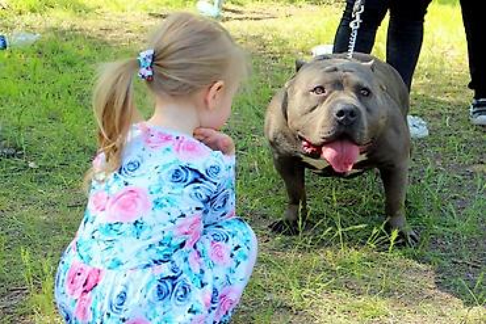 Вязка: Американский булли, Самец, 5 лет, С родословной Бишкек - изображение 1