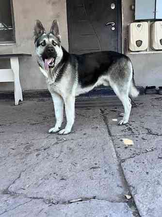 Кобель для вязки. Восточно европейская овчарка Бишкек