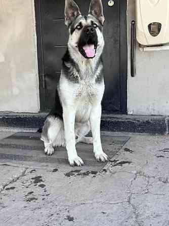 Кобель для вязки. Восточно европейская овчарка Бишкек