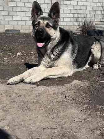 Кобель для вязки. Восточно европейская овчарка Бишкек