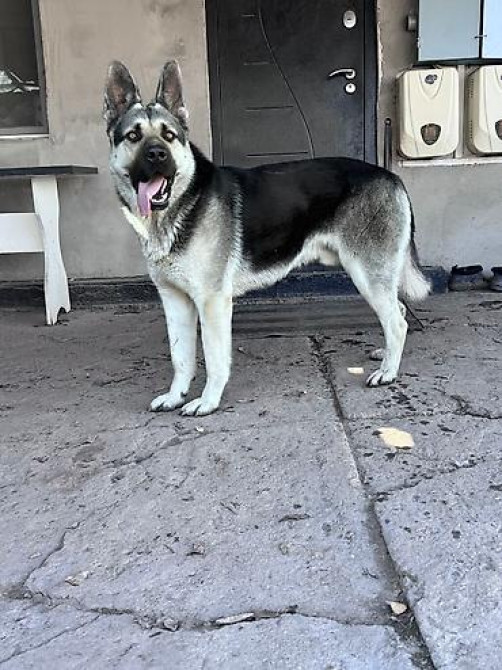 Кобель для вязки. Восточно европейская овчарка Бишкек - изображение 3