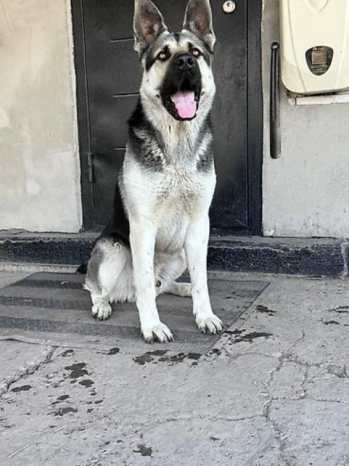 Кобель для вязки. Восточно европейская овчарка Бишкек - изображение 1