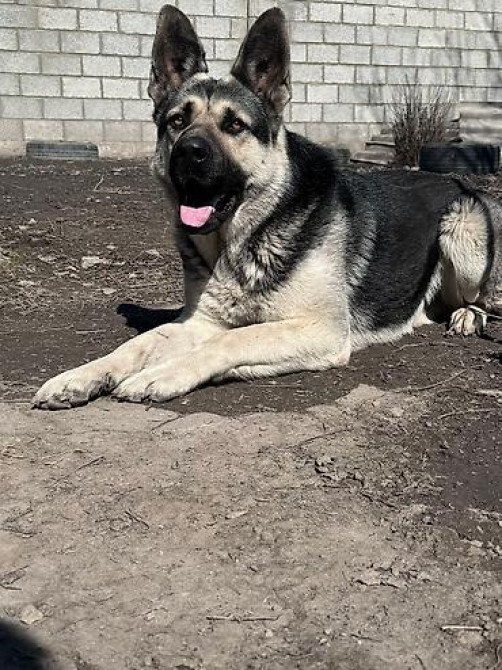 Кобель для вязки. Восточно европейская овчарка Бишкек - изображение 2