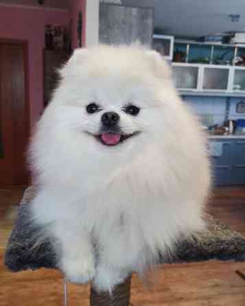 Шпиц Померанский, Предлагается для вязки, не продается! Даёт Бишкек