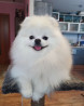 Шпиц Померанский, Предлагается для вязки, не продается! Даёт Бишкек