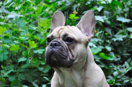 Французский бульдог для вязки. Выставочный мальчик, привозной, даёт Бишкек
