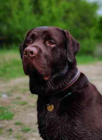 Вязка: Лабрадор-ретривер, Самец, 5 лет, С родословной Бишкек