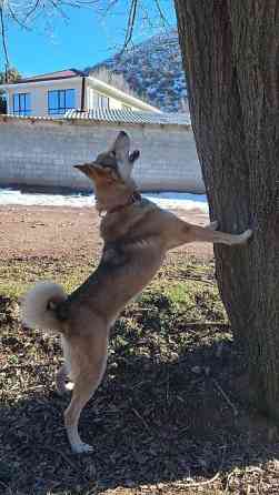 Вязка: Лайка, Самец, 5 лет, С родословной Бишкек