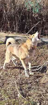 Вязка: Лайка, Самец, 5 лет, С родословной Бишкек