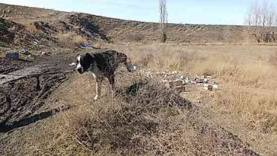 Вязка: Алабай, Самец, 4 года Бишкек