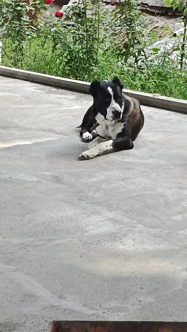 Вязка: Алабай, Самец, 4 года Бишкек - изображение 4