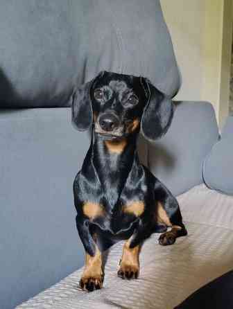 Вязка: Такса, Самец, 3 года, С прививкой Бишкек