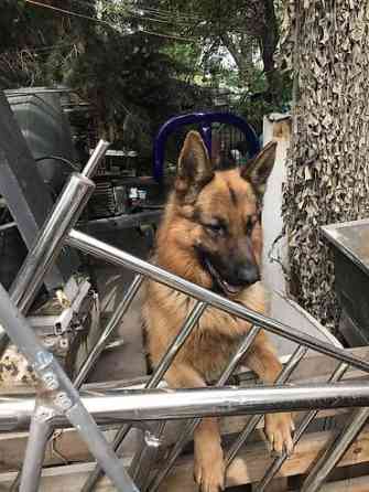 Вязка: Немецкая овчарка, Самец, 3 года Бишкек