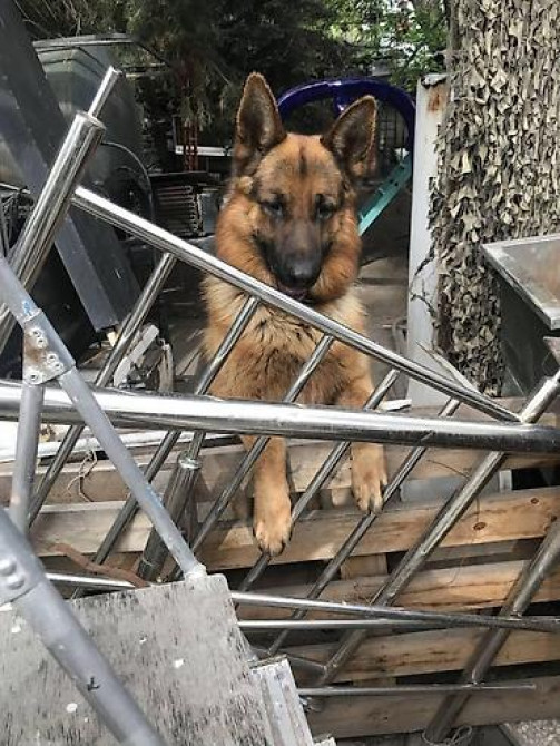 Вязка: Немецкая овчарка, Самец, 3 года Бишкек - изображение 2