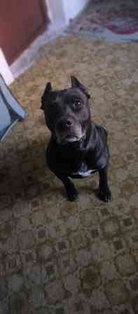 Вязка: Питбуль, Самец, 5 лет, С родословной Бишкек