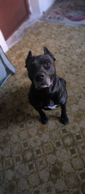 Вязка: Питбуль, Самец, 5 лет, С родословной Бишкек - изображение 1