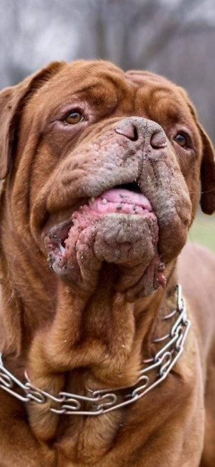 Вязка: Самец, 5 лет, С прививкой, С родословной Бишкек - изображение 1