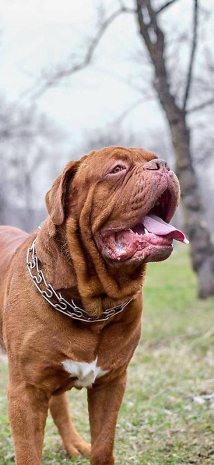 Вязка: Самец, 5 лет, С прививкой, С родословной Бишкек - изображение 2