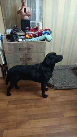 Вязка: Лабрадор-ретривер, Самец, 2 года Бишкек