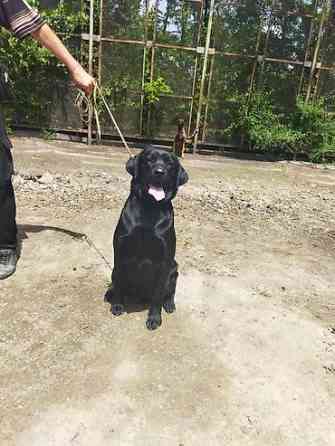 Вязка: Лабрадор-ретривер, Самец, 2 года Бишкек