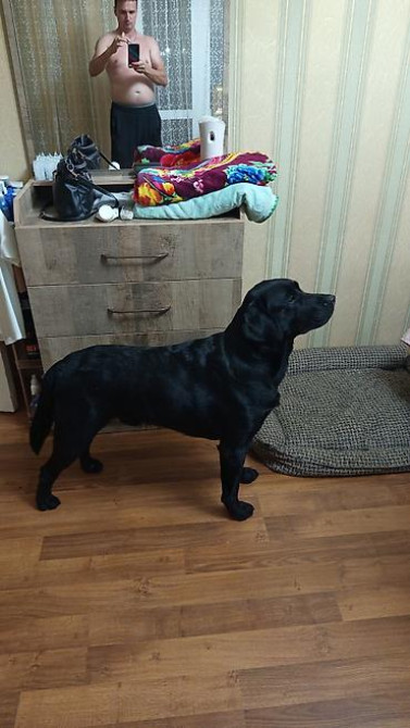 Вязка: Лабрадор-ретривер, Самец, 2 года Бишкек - изображение 3