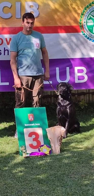 Вязка: Лабрадор-ретривер, Самец, 2 года Бишкек - изображение 4