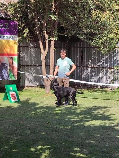 Вязка: Лабрадор-ретривер, Самец, 2 года Бишкек - изображение 5