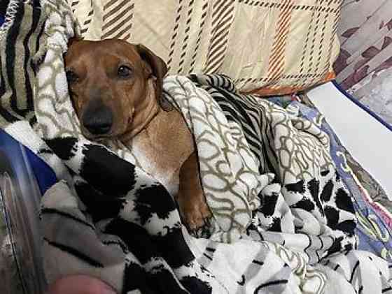 Вязка: Такса, Самец, 2 года Бишкек