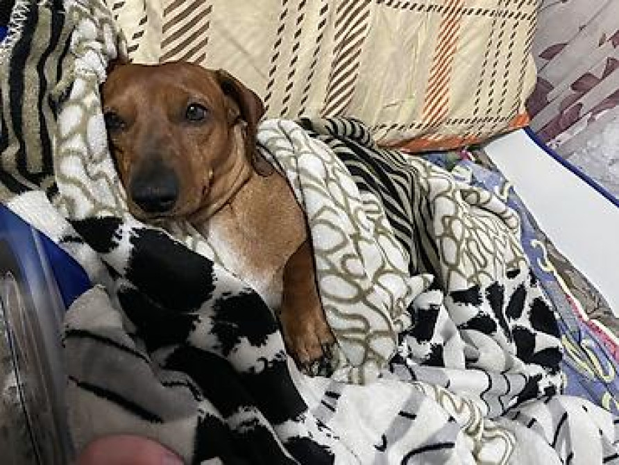 Вязка: Такса, Самец, 2 года Бишкек - изображение 2