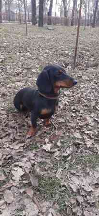 Вязка: Такса, Самец, 4 года, С прививкой Бишкек