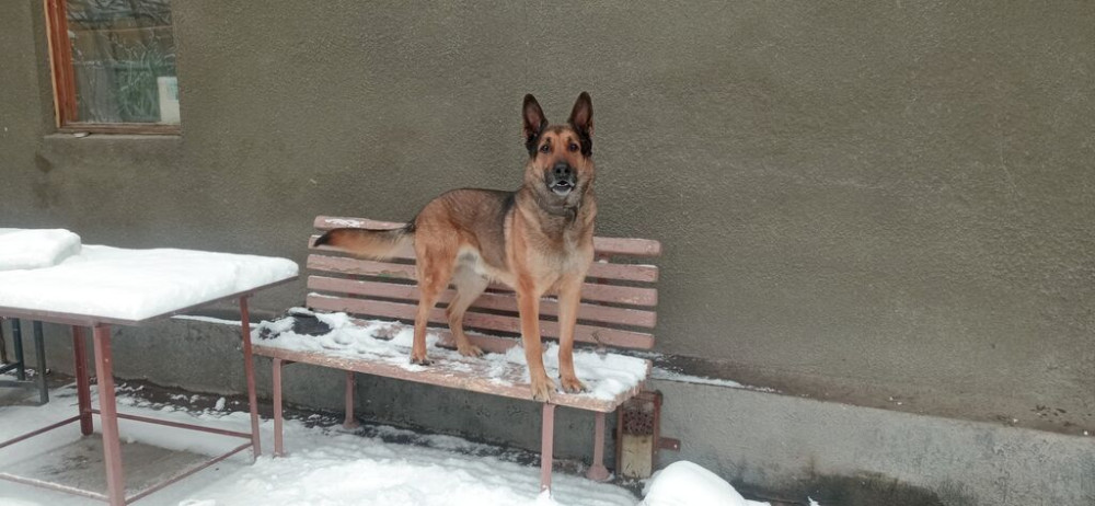 Вязка: Овчарка, Самец, Более 5 лет Бишкек - изображение 1