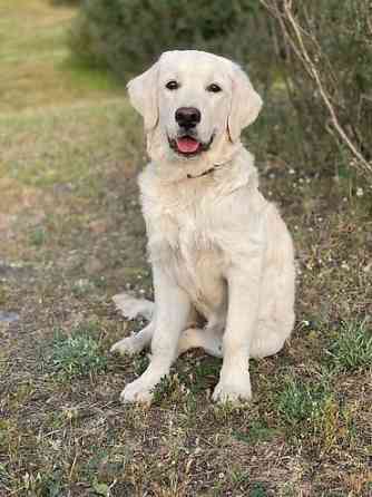 Вязка: Ретривер, Самка, 2 года, С прививкой, С родословной Бишкек