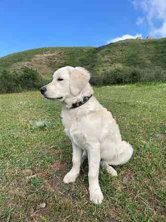 Вязка: Ретривер, Самка, 2 года, С прививкой, С родословной Бишкек