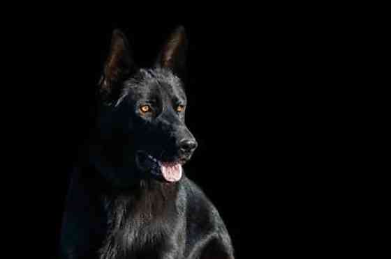 Вязка: Немецкая овчарка, Самец, 3 года Бишкек