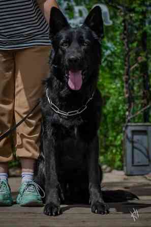 Вязка: Немецкая овчарка, Самец, 3 года Бишкек