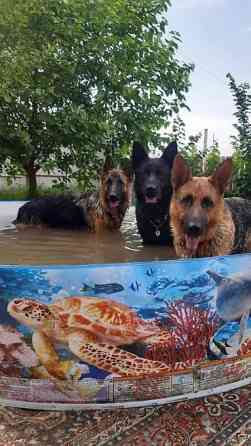 Вязка: Немецкая овчарка, Самец, 3 года Бишкек